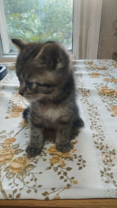 Отдам котят бесплатно