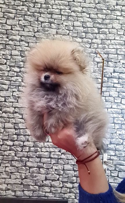 Померан мини женско