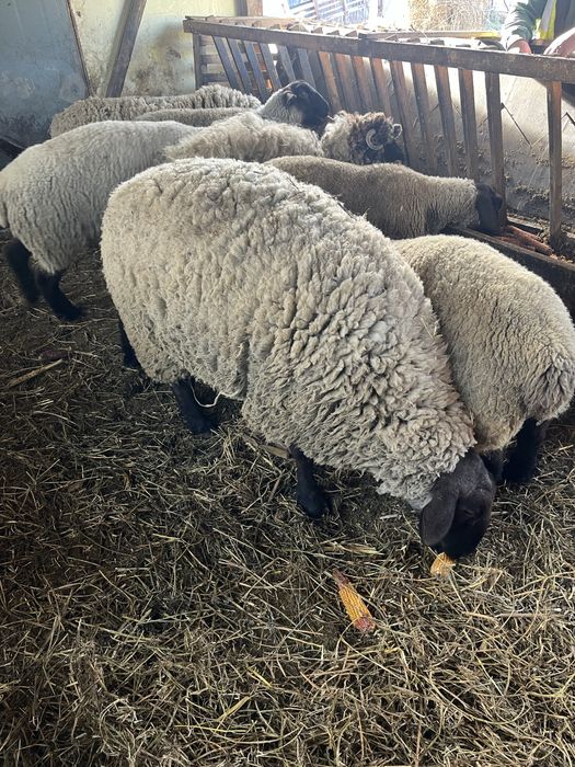 Vand  sau schimb berbec suffolk varsta 2 ani