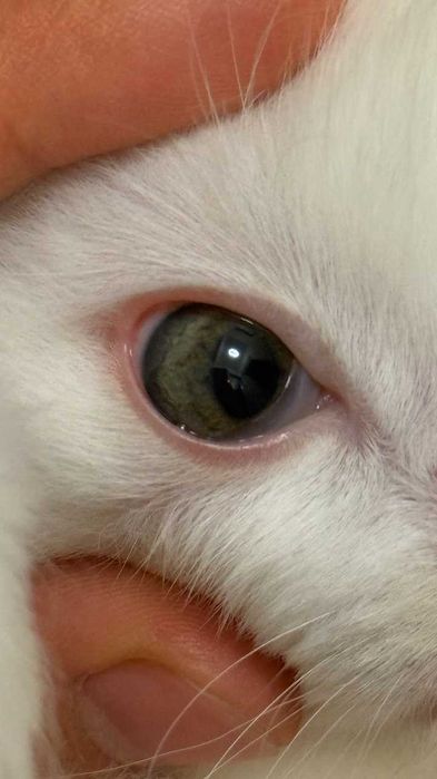 Продаётся девочка Турецкой Ангорки — редкая порода в Узбекистане!