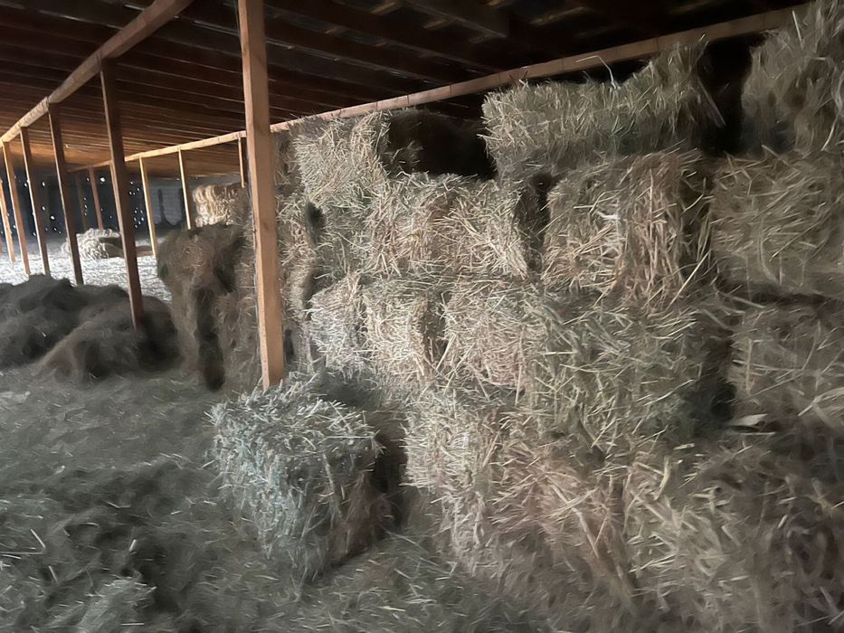 Жоншыка сатылады