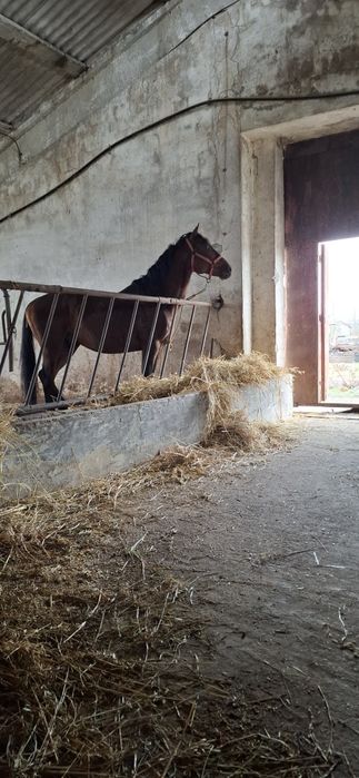 De vanzare armasar Pur Sange Englez