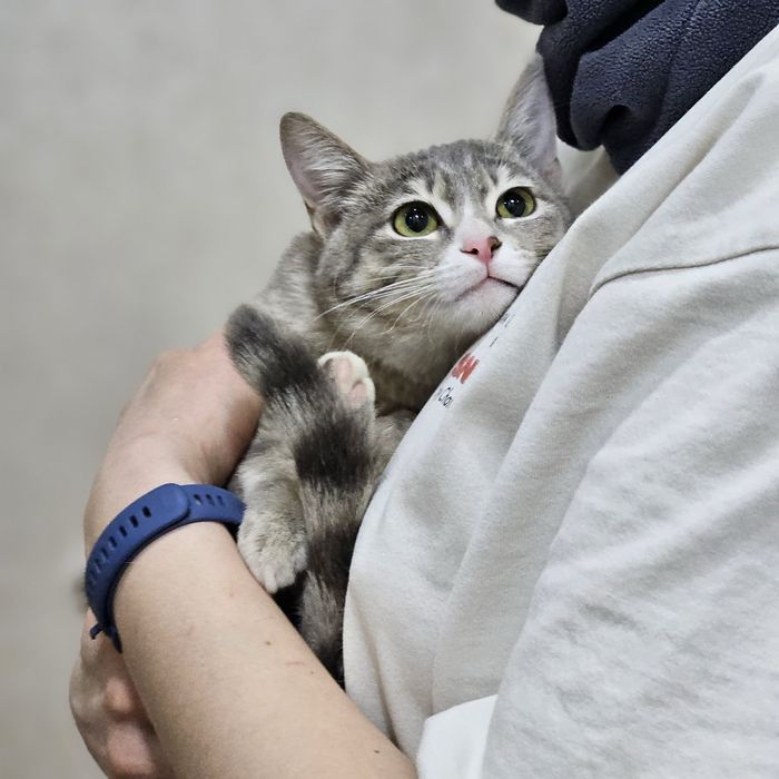 Кошечка Тиша ищет дом. Ташкент!