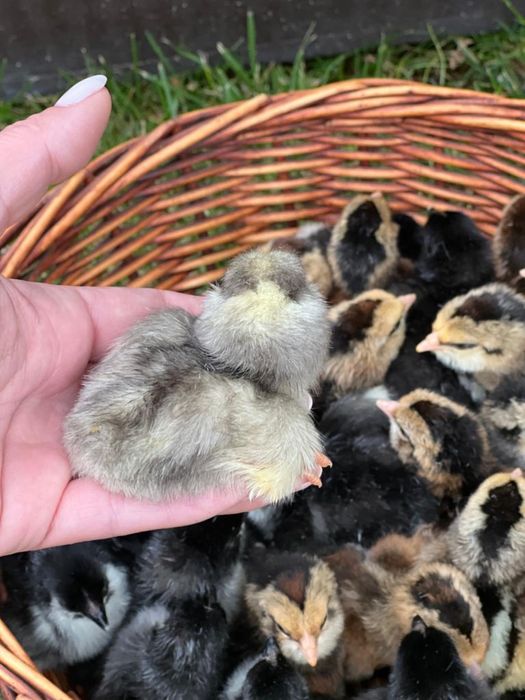 Pui de rasa Araucana si oua de incubat