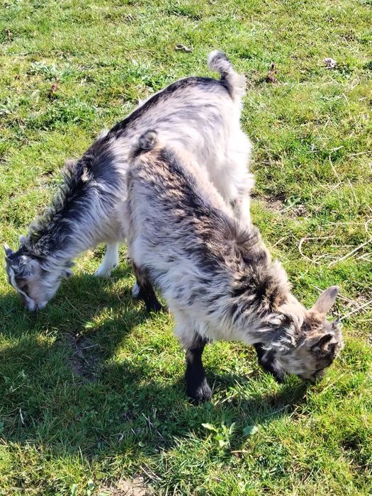 Vând 2 capre una dintre ele are dauă ieduțe și cealaltă este gestantă