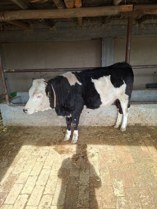 Sfatli Paroda Sog'lom Yosh 10-Oylik Buzoq G'unojin Sotiladi