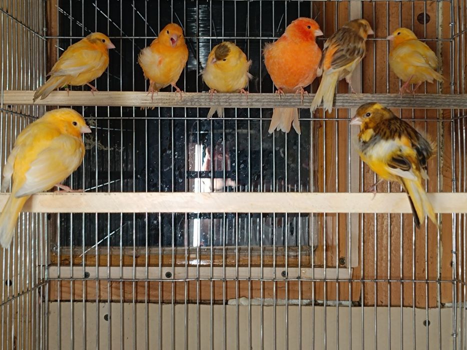 Canari de vânzare
