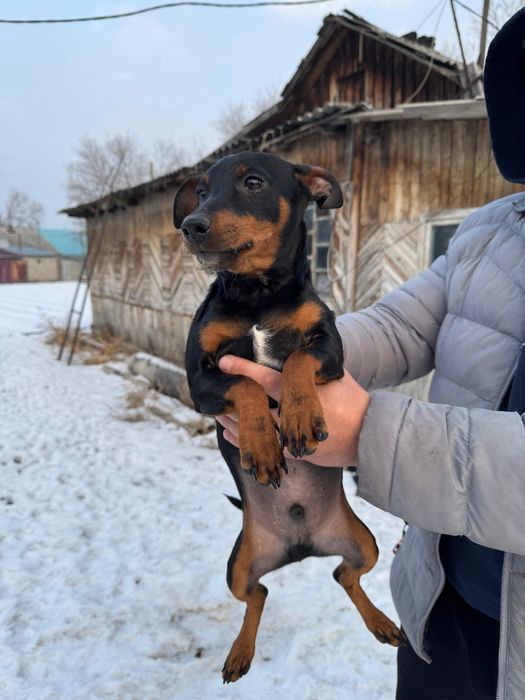 ЦвергПинчер шенки