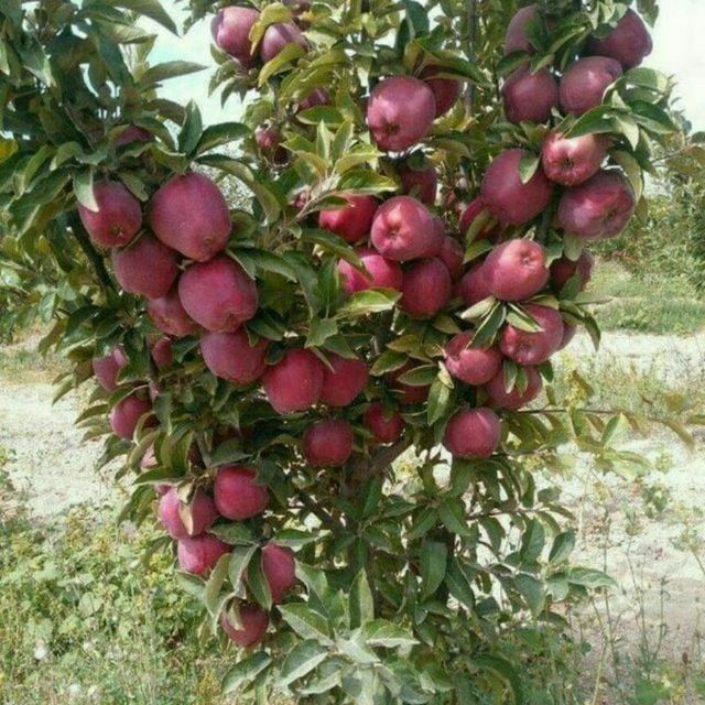 100% ishonchli olma kuchatlari