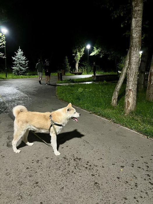 ВЯЗКА Кобель Акита Ину