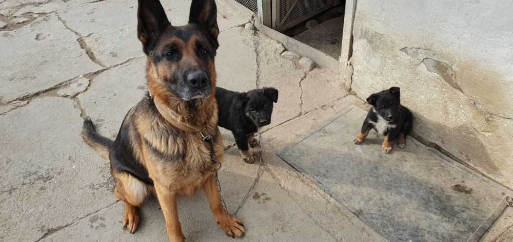 Щенки немецкой овчарки