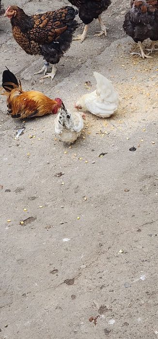 Vând o familie de chabo