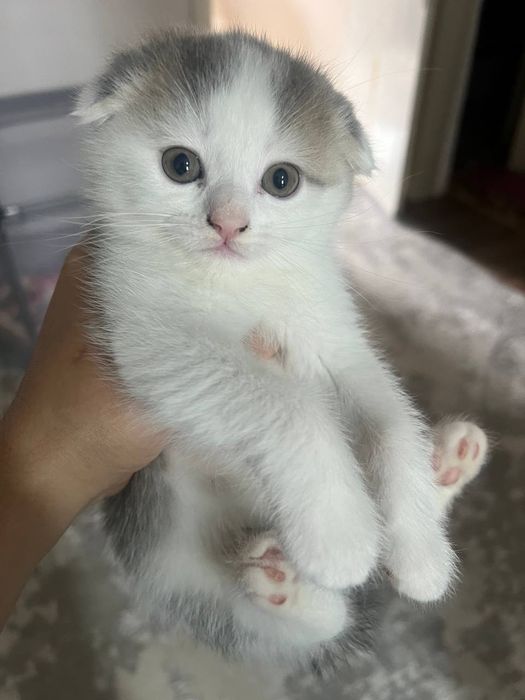 Продаётся котёнок скоттиш фолд