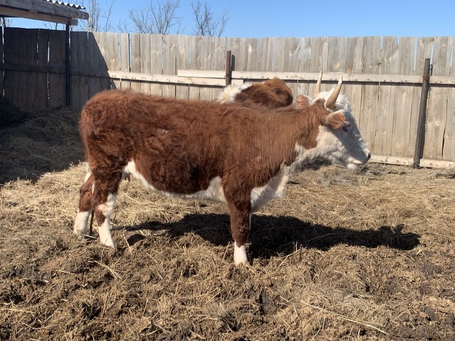 Кашар сатам 3 жаста