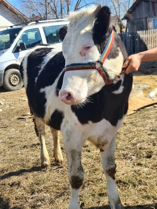 Vând vitele una de 8 luni , una de 10 luni