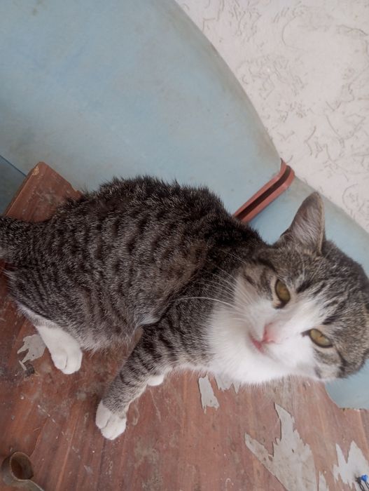 Отдаем котенка в хорошие руки