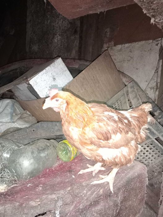 Куры несушка красная