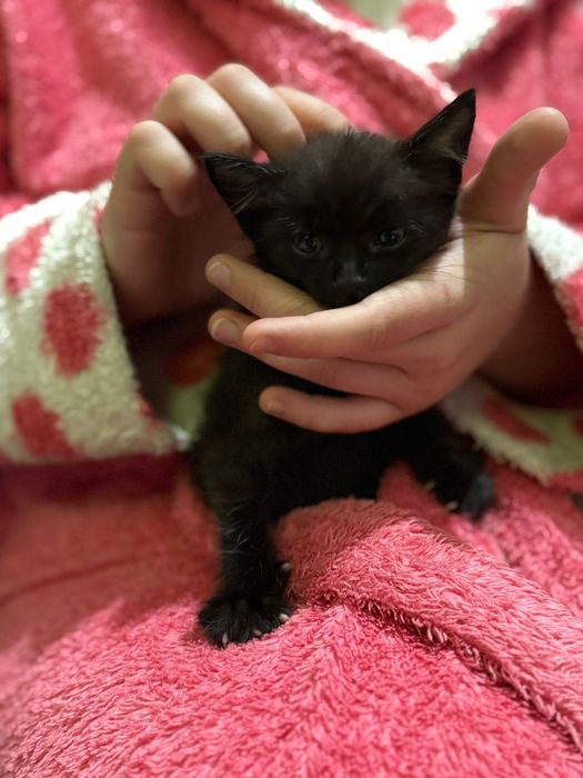 котята отдаю даром
