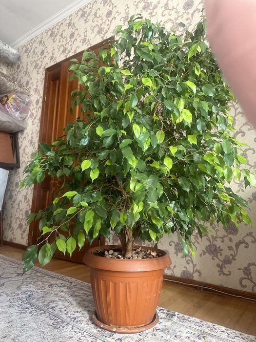 Растения. Дерево. Фикус