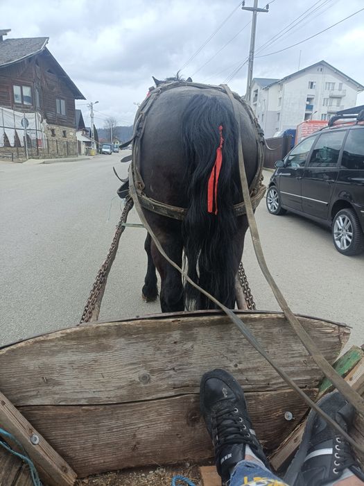 Vând mânz de 2 ani învățat