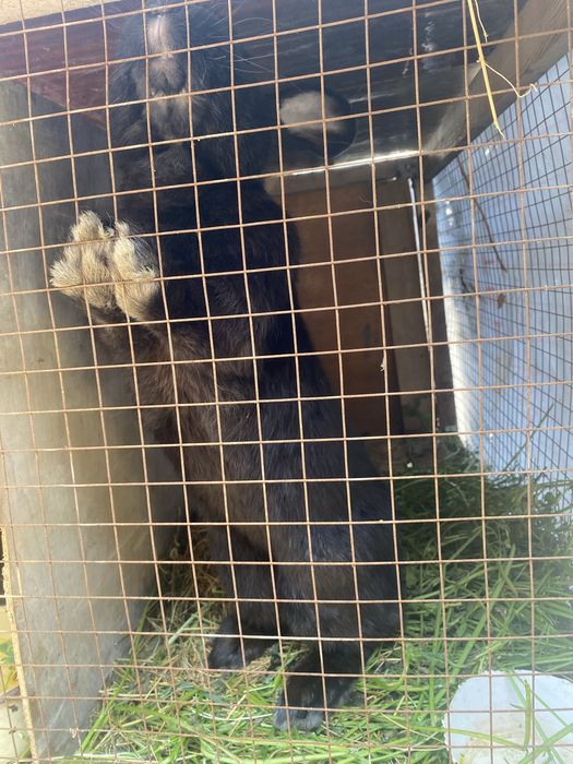 Кролики пародисты