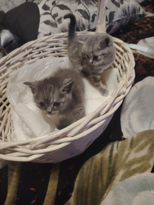 Британские малыши