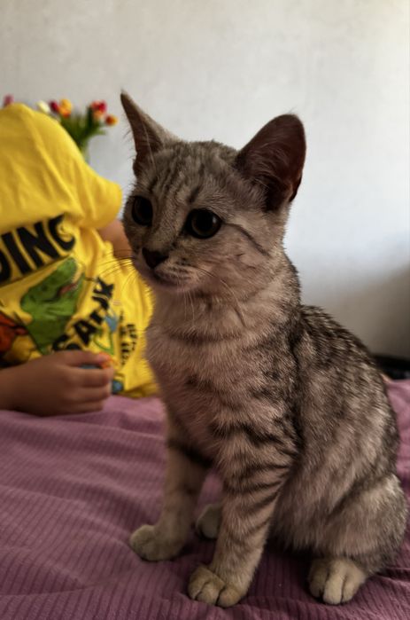 Отдам котенка мальчик