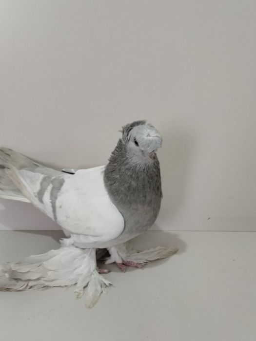 Голубы двухшубые