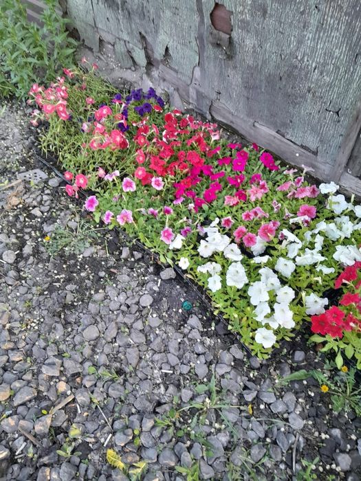 Питуния цветы продаются