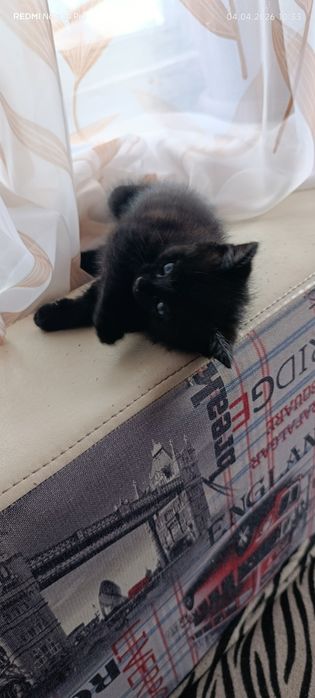 Дарю котят черных