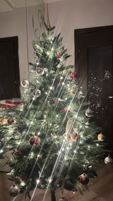 Елка елка зеленая