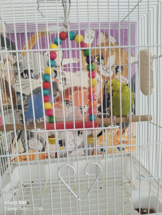 Продам пару попугаев волнистых .