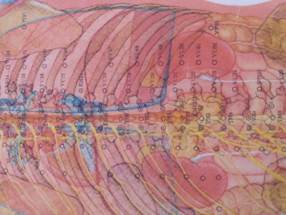 Planse anatomie acupunctura