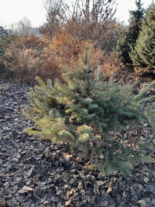 Продам ёлки по 15000