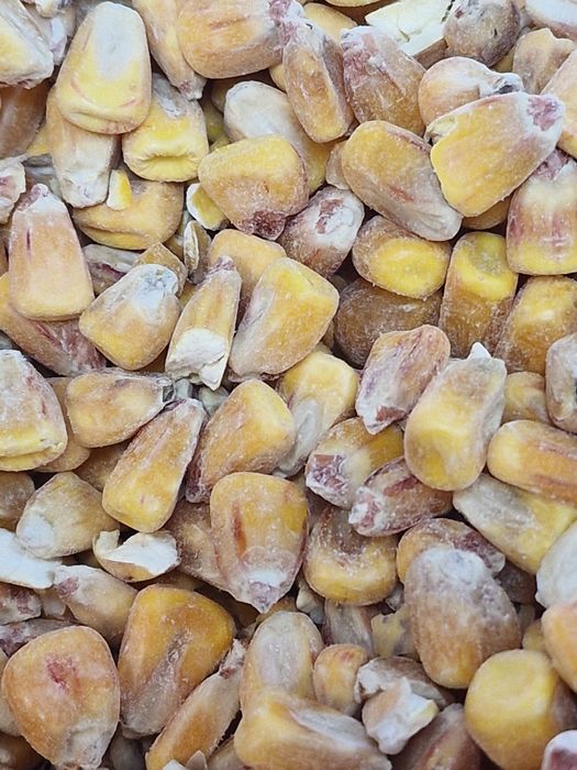 Зерно - Кукурузы