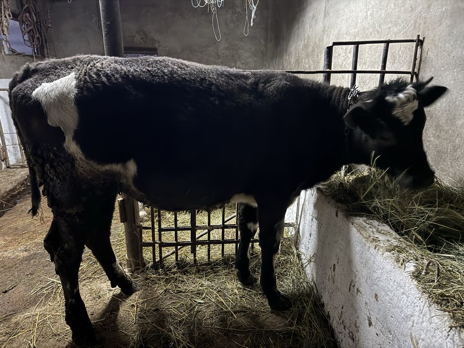 Vand junca de 10 luni