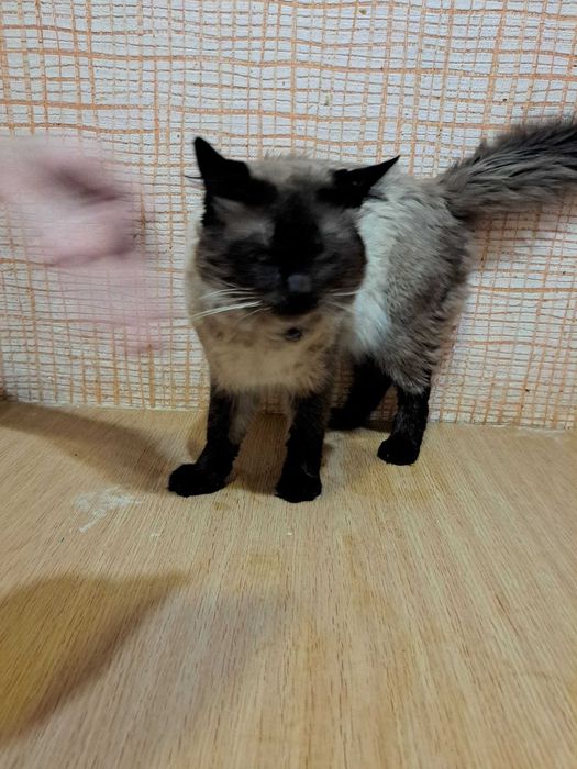 Кот исламский 3 годика