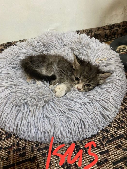 Хадияга мушук боллари берамиз