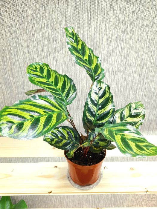 Продам Калатея Лансифолия