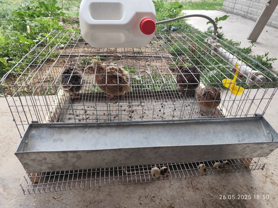 Мини ферма на 20 перепелов