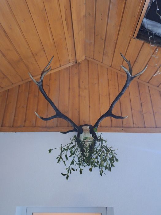 Coarne de  Cerb.