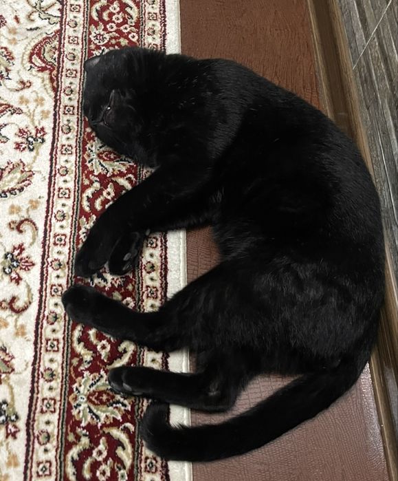 Пропал черный кот зовут Саймон