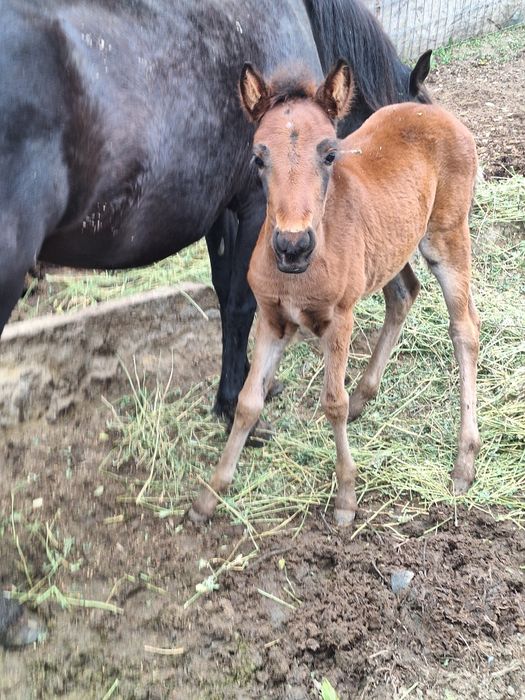 Vand iapa cu varsta de 3 ani cu manz
