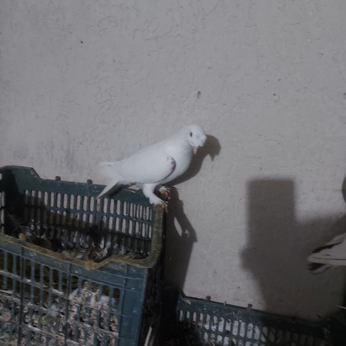 Бели насачуби такла самец