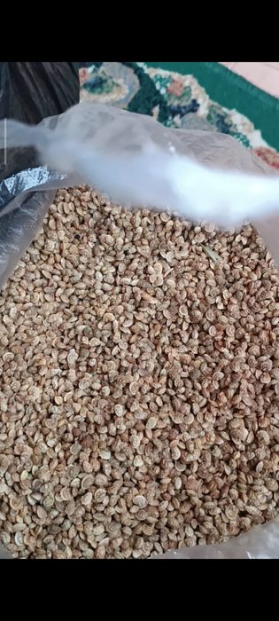 Семена Эспарцета