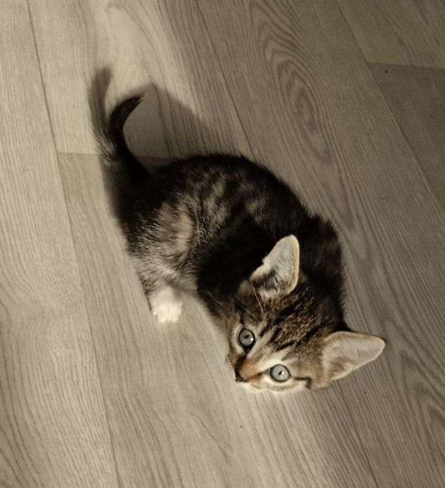 Отдадим котенка в добрые руки