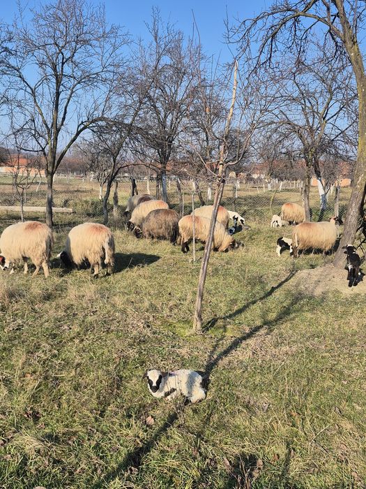 Oi cu miei de vanzare