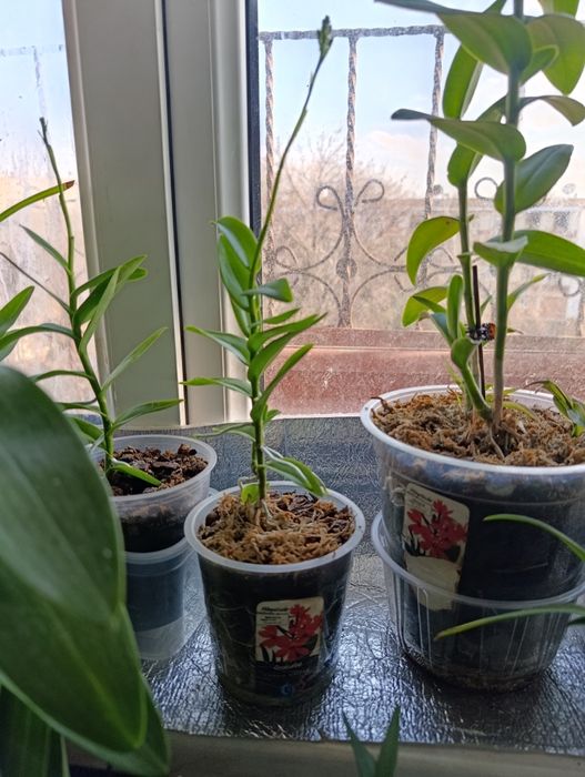 Орхидея  Эпидендрум