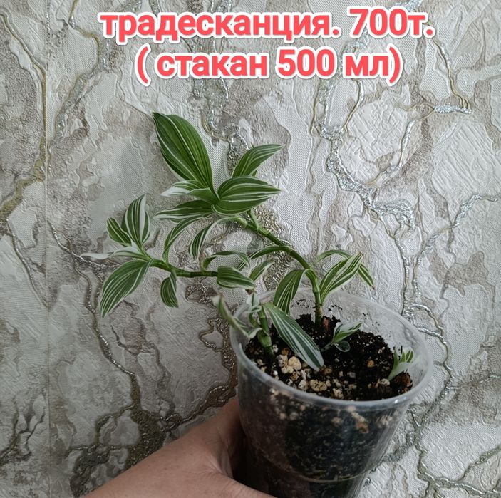 Комнатные растения кжби