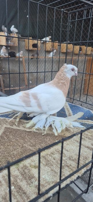 Голуби разных пород